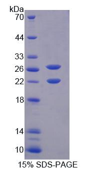 Figure 1. SDS-PAGE