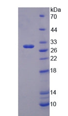 Figure 2. SDS-PAGE
