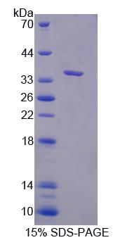 Figure 1. SDS-PAGE