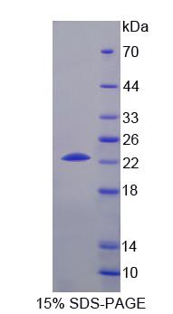 Figure 1. SDS-PAGE
