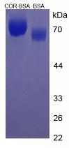 Figure 3. SDS-PAGE