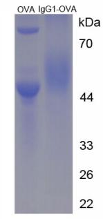 OVA Conjugated Mouse Immunoglobulin G1 (IgG1)