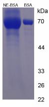 Figure 2. SDS-PAGE