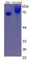 Figure 3. SDS-PAGE