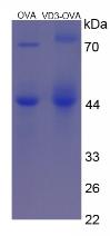 Figure 3. SDS-PAGE