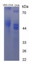 Figure 2. SDS-PAGE