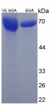 Figure 3. SDS-PAGE