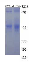 Figure 3. SDS-PAGE