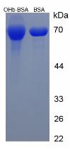 Figure 2. SDS-PAGE
