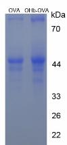 Figure 2. SDS-PAGE