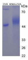 Figure 3. SDS-PAGE