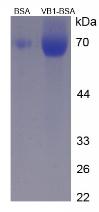 Figure 3. SDS-PAGE