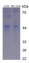 Figure 3. SDS-PAGE