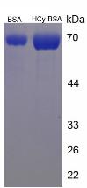 Figure 2. SDS-PAGE