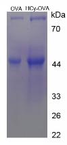 Figure 1. SDS-PAGE