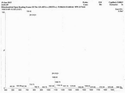 OVA Conjugated Human Mitochondrial Open Reading Frame Of The 12S rRNA-c (MOTS-c)