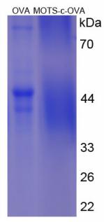 OVA Conjugated Human Mitochondrial Open Reading Frame Of The 12S rRNA-c (MOTS-c)
