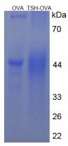 Figure 2. SDS-PAGE
