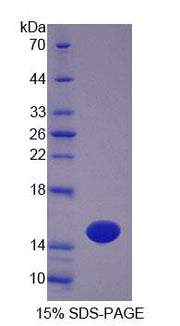 Figure 1. SDS-PAGE
