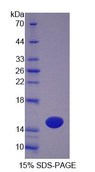 Figure 1. SDS-PAGE
