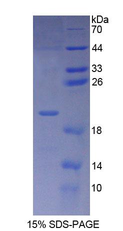 Figure 1. SDS-PAGE