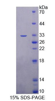 Figure 1. SDS-PAGE
