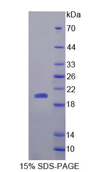 Figure 1. SDS-PAGE