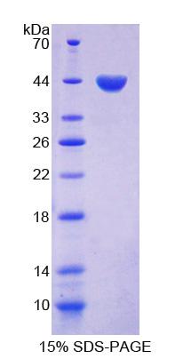 Figure 1. SDS-PAGE