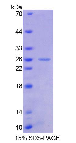 Figure 1. SDS-PAGE