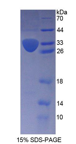 Figure 1. SDS-PAGE