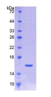 Figure 1. SDS-PAGE