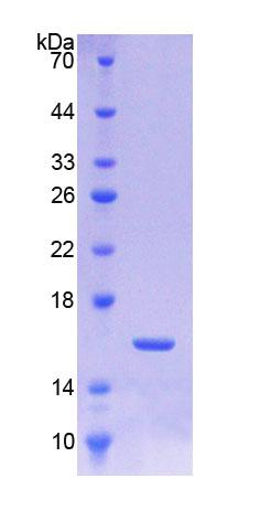Figure 1. SDS-PAGE