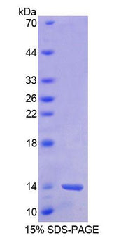Figure 1. SDS-PAGE