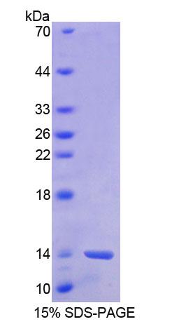 Figure 1. SDS-PAGE
