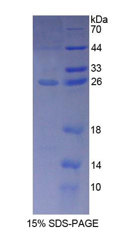 Figure 1. SDS-PAGE
