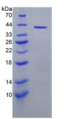 Figure 2. SDS-PAGE