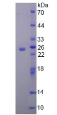 Figure 2. SDS-PAGE