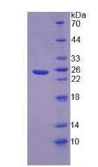 Figure 2. SDS-PAGE