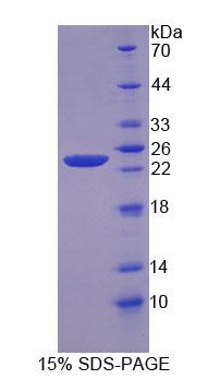 Figure 1. SDS-PAGE