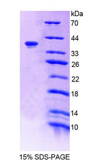 Figure 1. SDS-PAGE