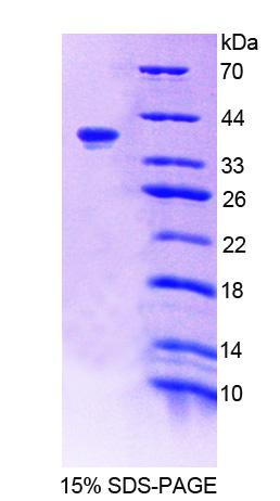 Figure 1. SDS-PAGE