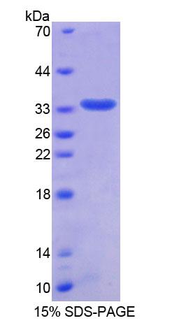 Figure 1. SDS-PAGE