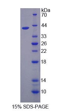 Figure 1. SDS-PAGE