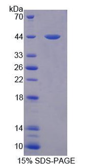 Figure 1. SDS-PAGE