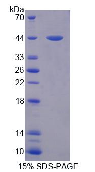 Figure 1. SDS-PAGE