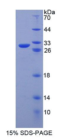 Figure 1. SDS-PAGE