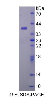 Figure 1. SDS-PAGE