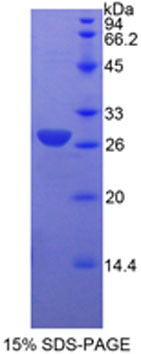 Figure 1. SDS-PAGE