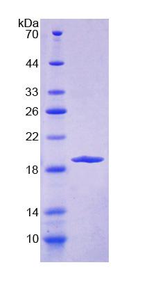 Figure 1. SDS-PAGE