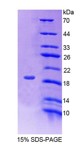Figure 1. SDS-PAGE